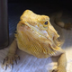 Image for article titled A Look Inside Japan's Reptile Cafes